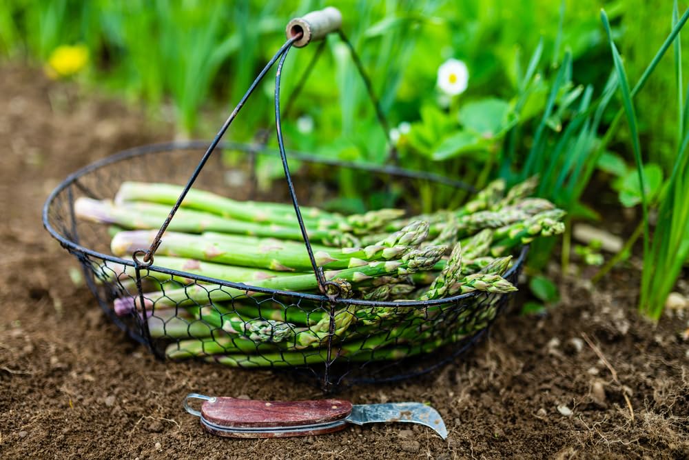 10 Mary Washington Live Asparagus Bare Root Plants - 2yr Crowns