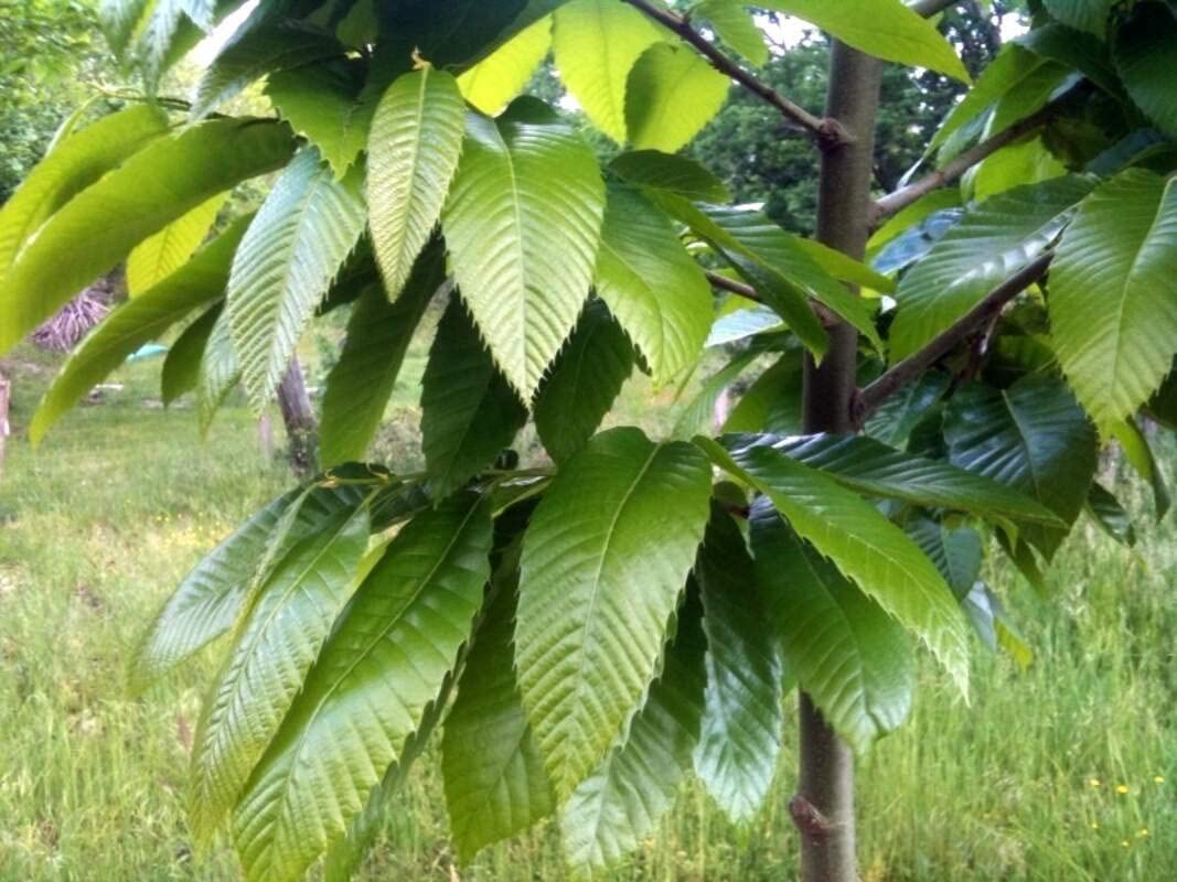 European Giant Chestnut Seeds for Planting - Spanish Chestnut Castanea Sativa Bouche de Betizac