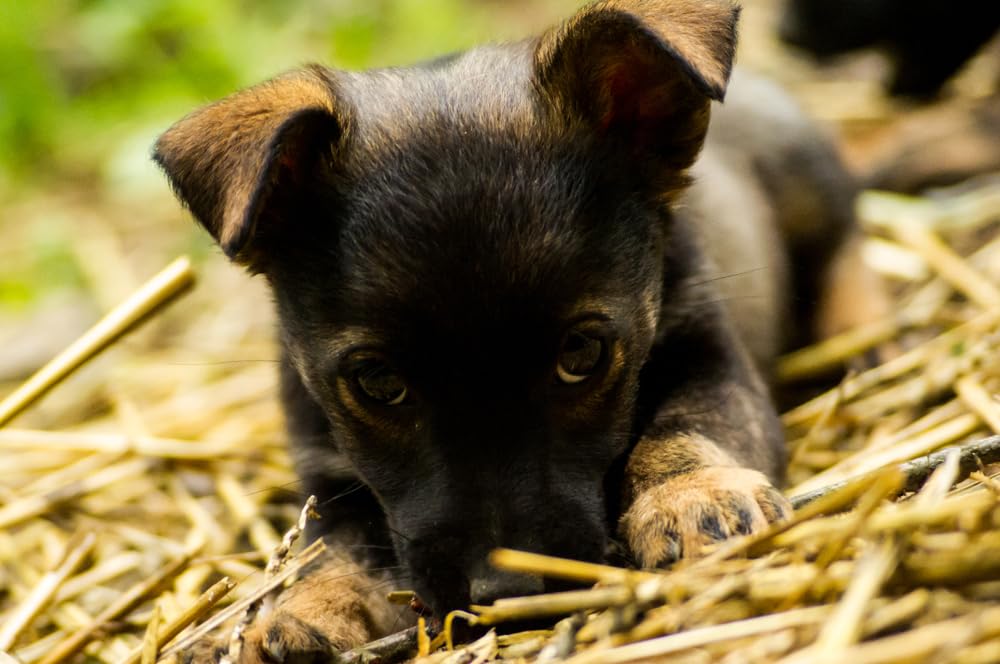 CZ Grain Stray Dog, Puppy Winter Rescue Kit - Warm Wheat Straw Bedding and Tasty Doggy Treats - 2 Pounds Straw + Puppy Snacks