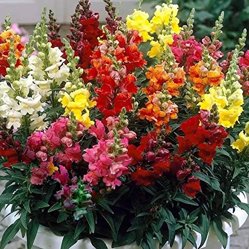 GreenCreator Mixed Snapdragon Dwarf 100 Seeds Pollinator Annual Flowers Seed Planting Outdoors Garden
