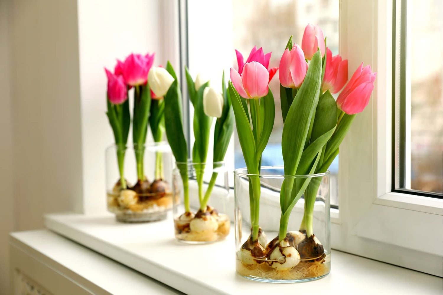 10 Indoor Tulip Bulbs - Grow Indoors in Just Water - Mixed Color -Have Blooms in a Few Weeks