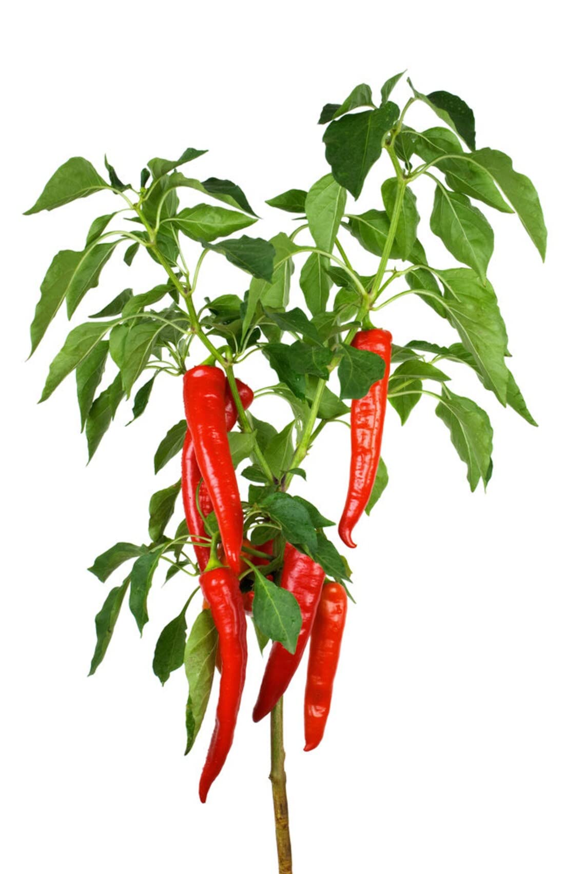 Red Cayenne Pepper Seeds - 100 Seeds - Grow Red Chili Peppers - Great for Eating or Chili Powder