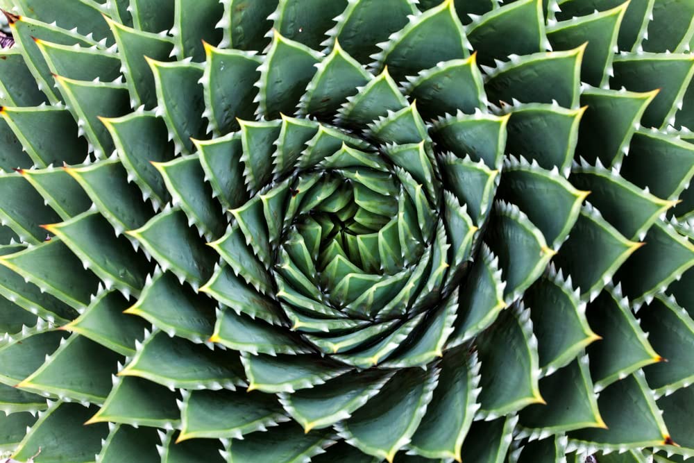 Spiral Aloe Seeds for Planting - 25 Seeds - Ships from Iowa, USA - Grow Exotic Cacti Succulents