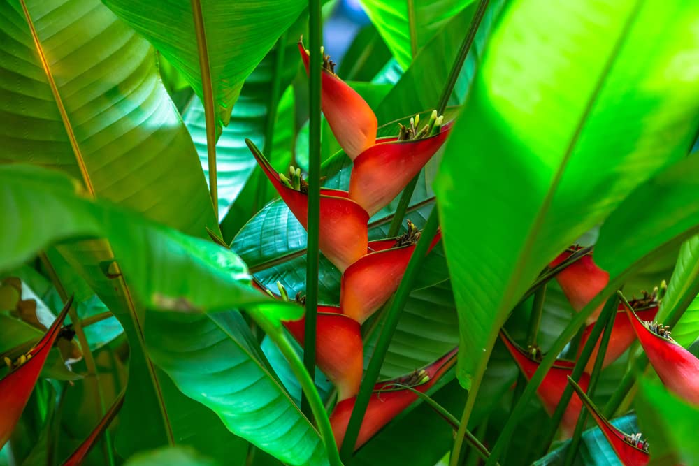 Heliconia Champneana Seeds for Planting - 10 Seeds - Banana Plant