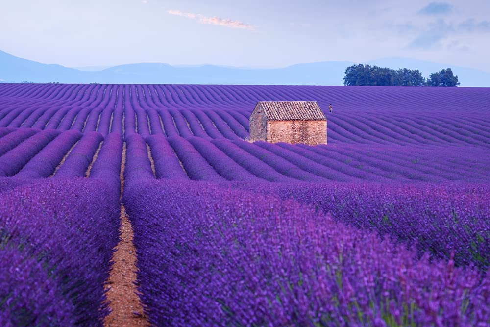 Purple Lavender Seeds to Grow | 100+ Seeds | Grow This Fragrant Spice in Your Own Garden
