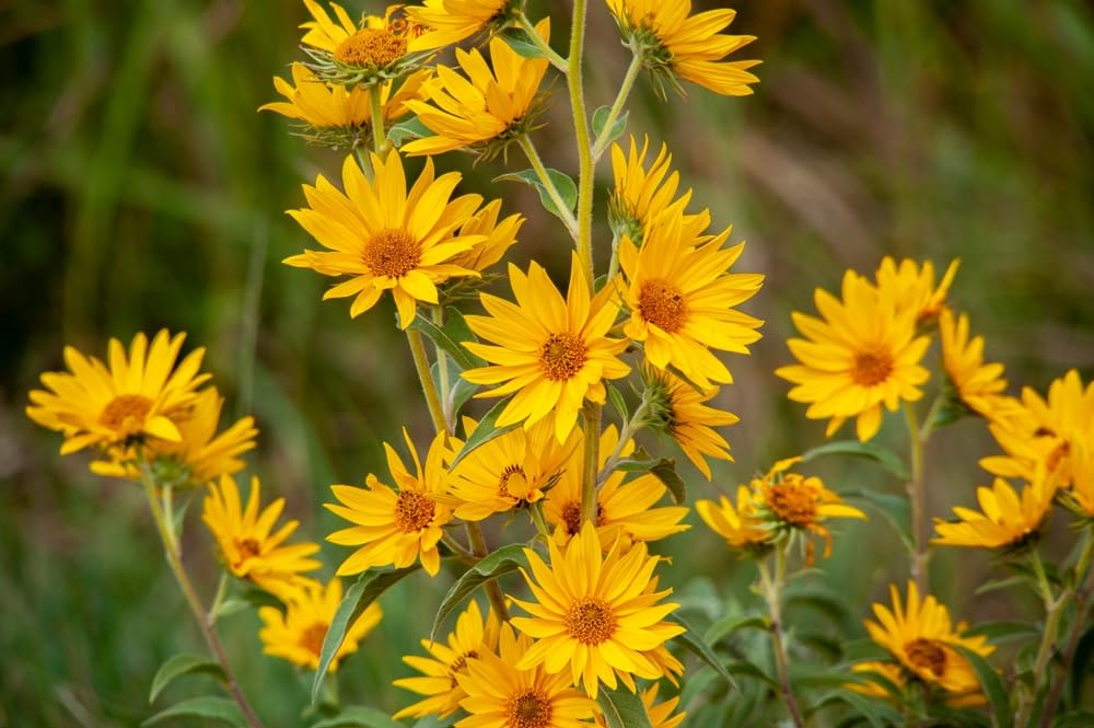 Maximilian Sunflower Plants for Growing - Healthy Rootstock, Stunning Wildflower Plants, Not Seeds
