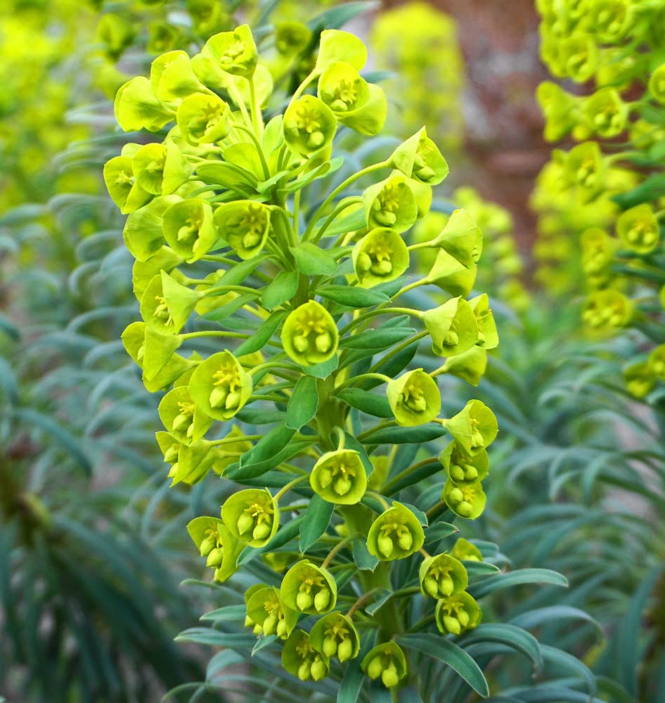 Bells of Ireland Flower Seeds - Excellent for Cut Flower Display, Grow The Luck of The Irish