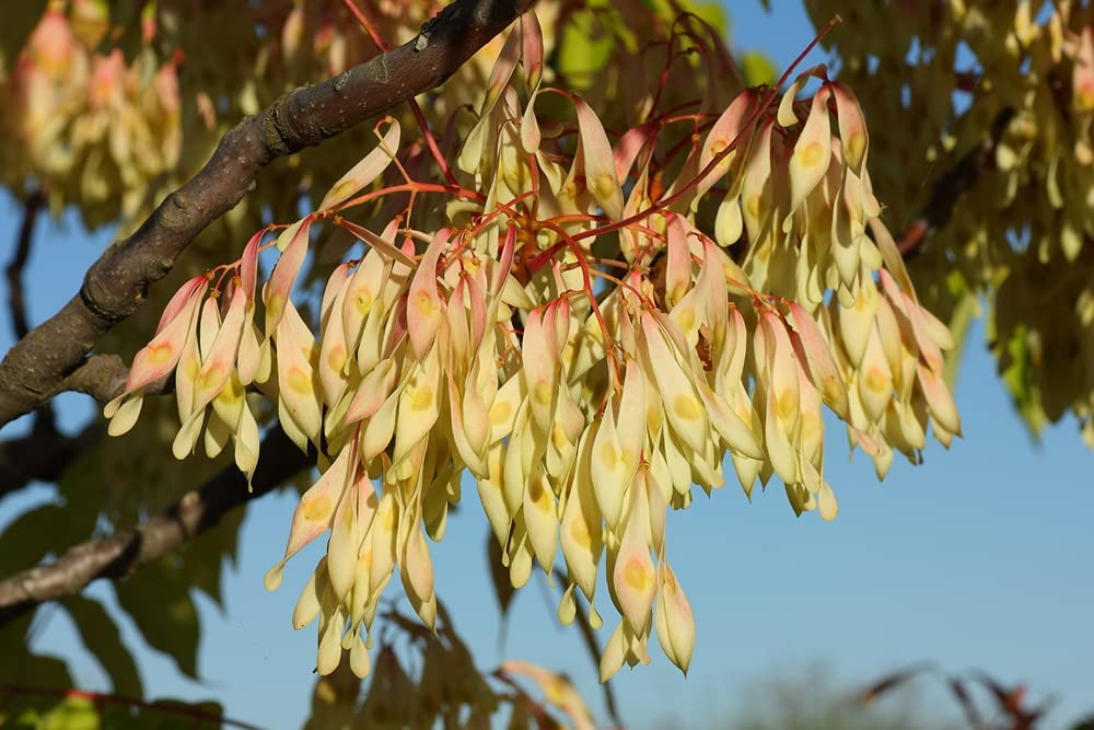 Tree of Heaven Seeds for Planting - 30 Seeds - Ailanthus altissima - Tree of The Gods