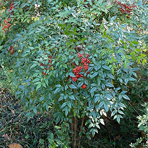 Heavenly Bamboo Seeds - 20 Seeds - MADE in USA, Ships from Iowa. Great for Hedge, Privacy