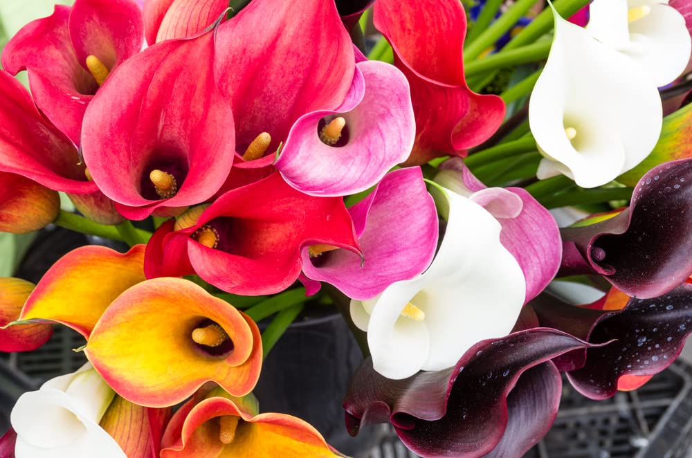 Calla Lily Bulbs for Planting (5 Bulbs) - Mixed Color - Big Healthy Bulbs for Growing