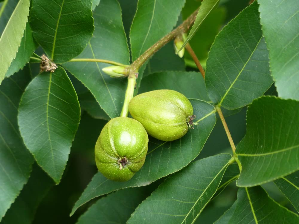 Shagbark Hickory Tree Seeds - Edible Fruit and Attractive Bark That Falls Off - Carya ovata