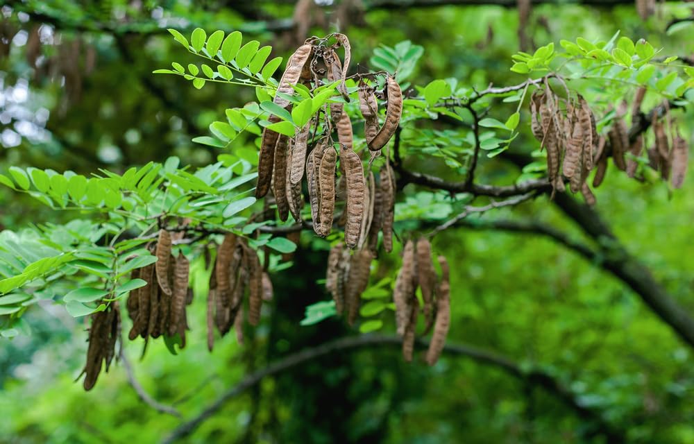 100 Flowering Black Locust Tree Seeds for Planting - Robinia pseudoacacia