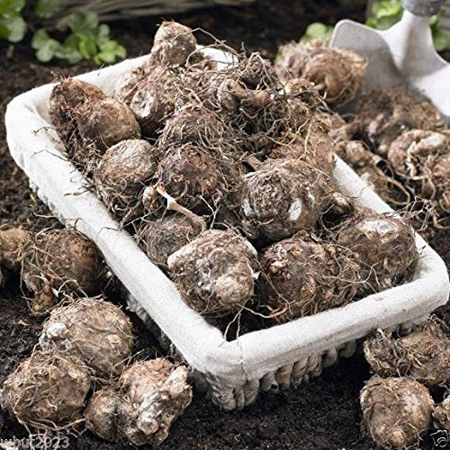 Caladium Tropical Mix,(6 Bulbs) Thrives in Heat and Humidity