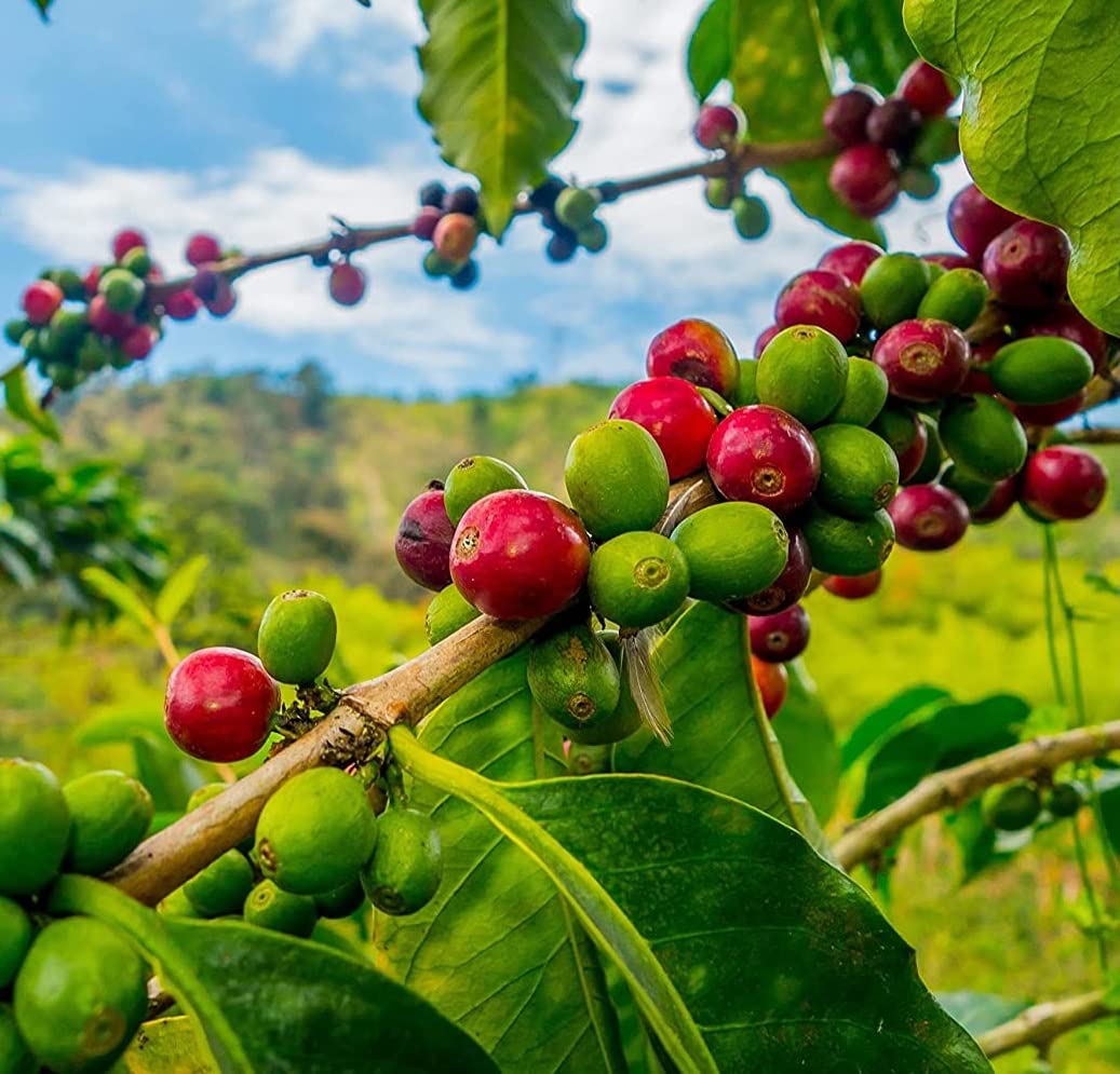 Coffee Seeds for Planting - 20 Seeds to Grow Coffee Beans, Coffea arabica- Great Exotic Indoor Houseplant
