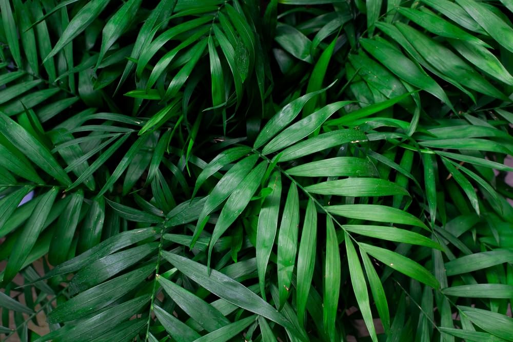 10 Parlor Palm Tree Seeds for Planting - Chamaedorea elegans