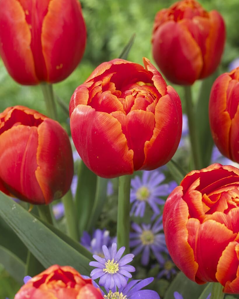 Icoon Double Late Tulip Bulbs for Planting - Easy to Grow Perennial Tulips