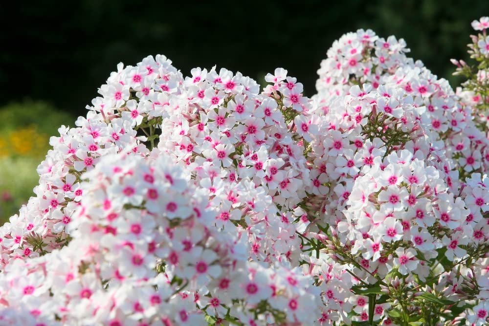 1,000+ Mixed Color Phlox Seeds for Planting - Creeping Ground Cover - Popstars Phlox Creeping Carpet Plants