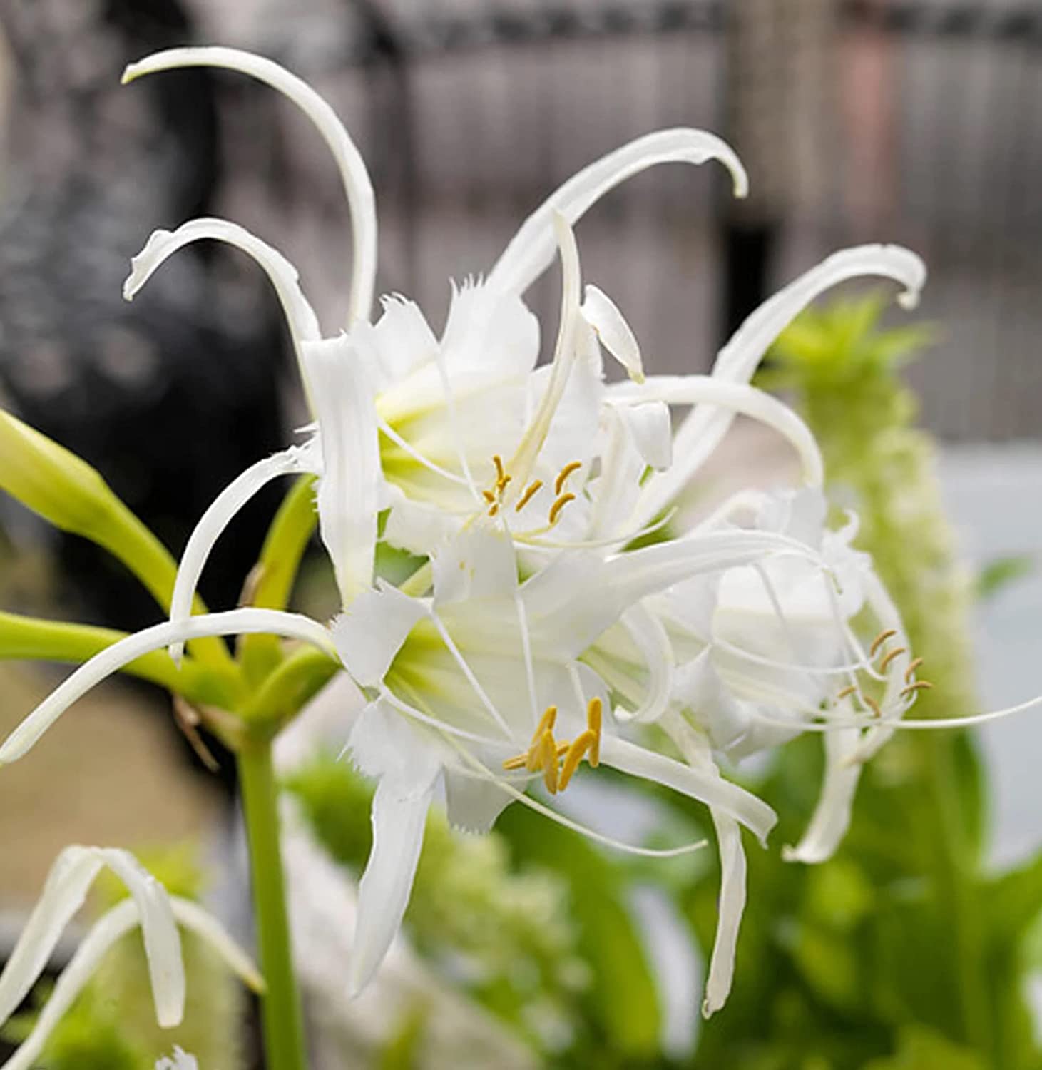 Peruvuian Daffodil Bulbs for Planting - Hymenocallis, White Spider Lily Daffodil