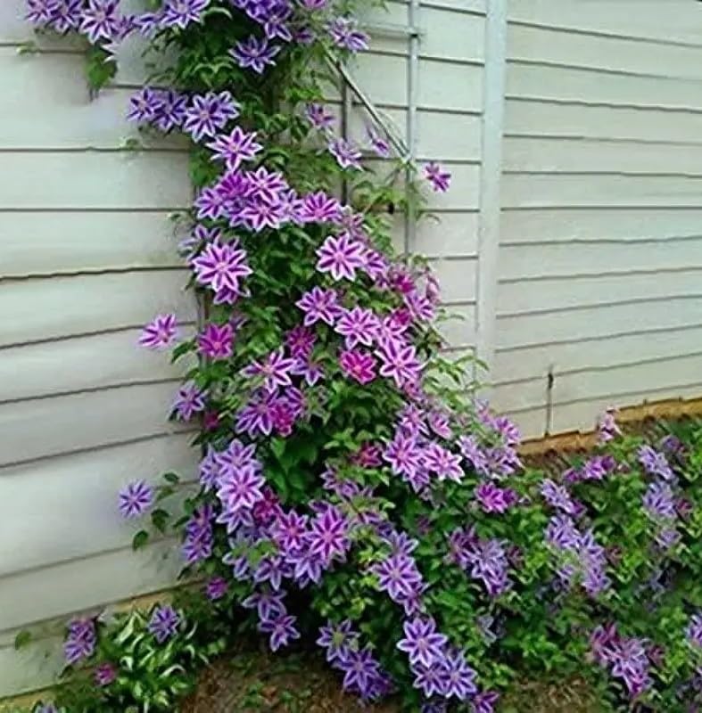 Purple Clematis Vine Seeds for Planting (30 Seeds) - Clematis viticella - Grow Italian Clematis