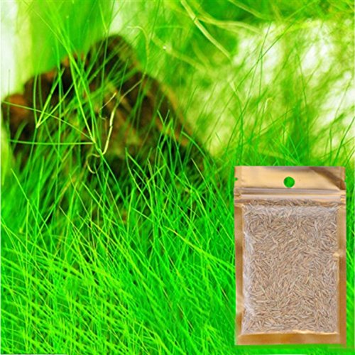Aquarium Grass Plant Seeds Water Grasses Random Dwarf Aquatic Plant Grass Seeds Indoor Plant Seeds Oxygenating Weed Live Pond Plant Seeds,Fish Aquatic Decor-Small Grass