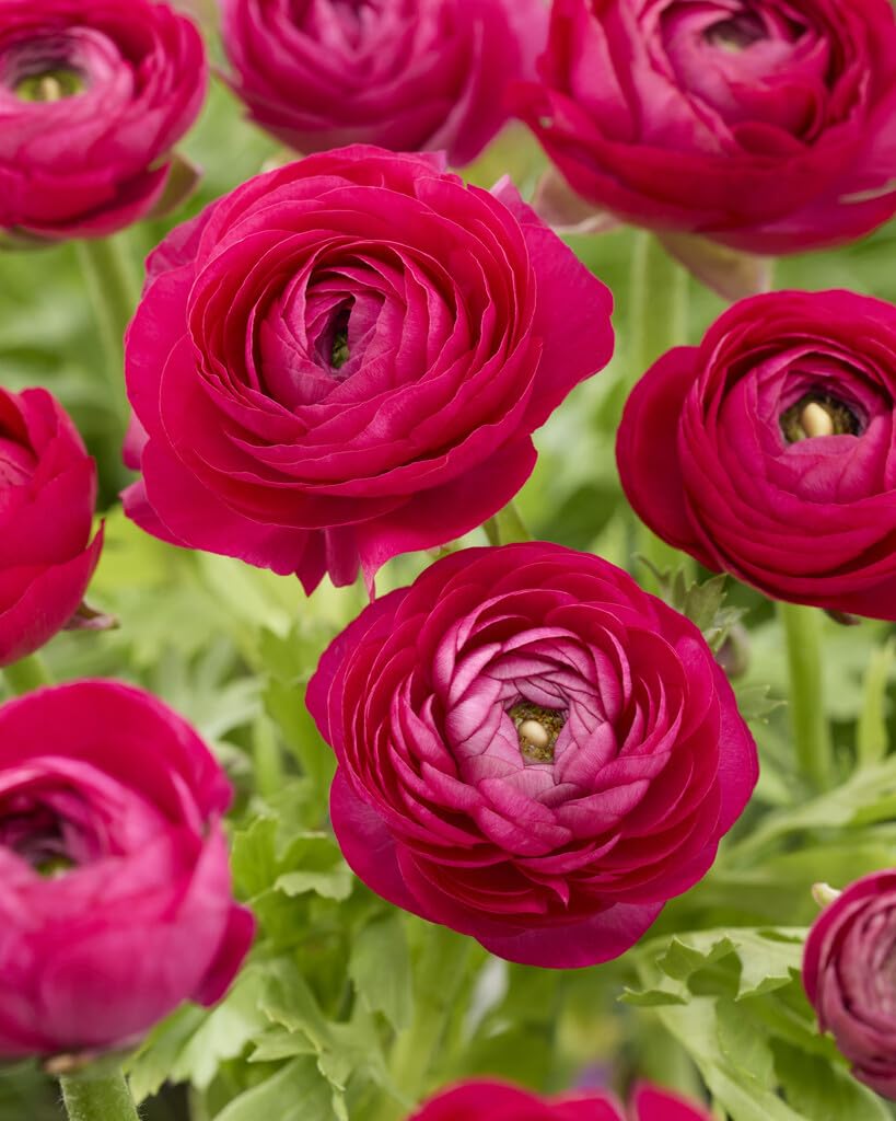 Pink Ranunculus Bulbs for Planting - Stunning Color and Long Lasting Blooms, Easy to Grow