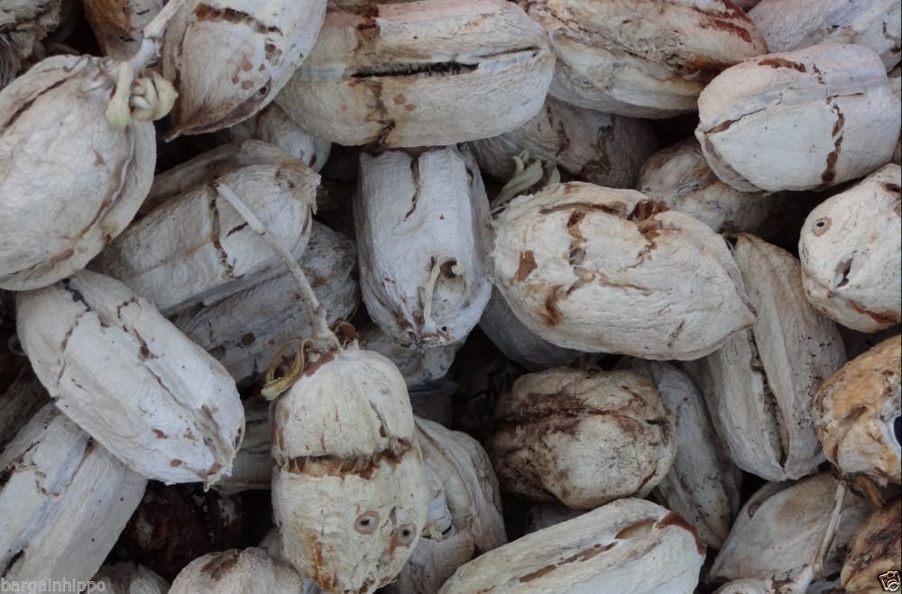 25 Healthy Joshua Tree Seeds, Yucca Brevifolia Palm, Cold Hardy Baccata Var.