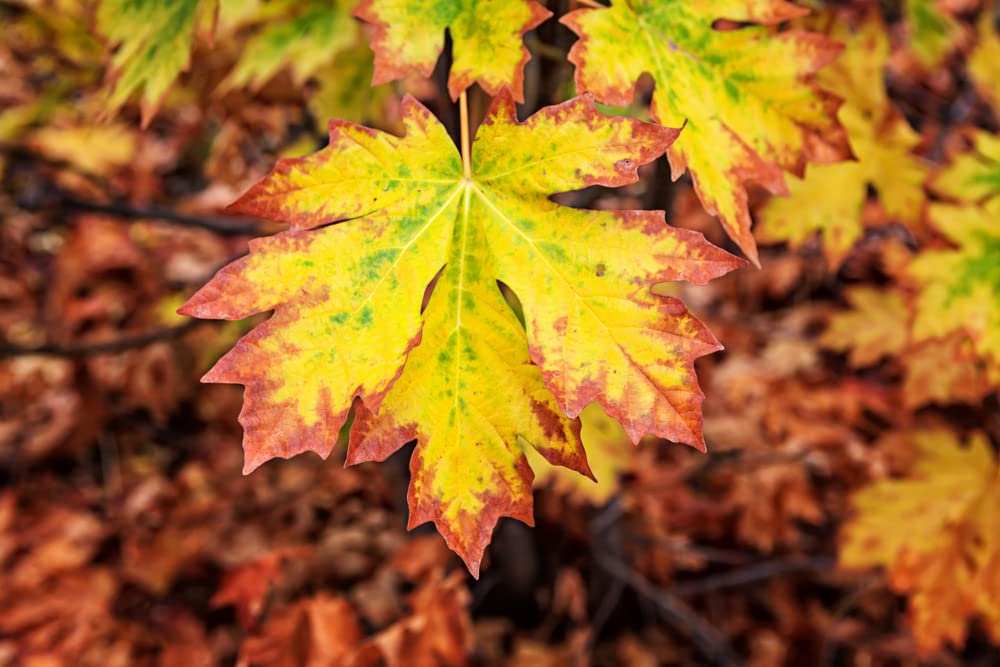 Bigleaf Maple Tree Seeds for Planting | 30+ Seeds | Highly Prized for Landscaping and Bonsai, Acer macrophyllum
