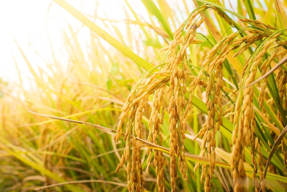 Rice Seeds for Planting - Grow Food, Great for Ducks and Fowl to Graze