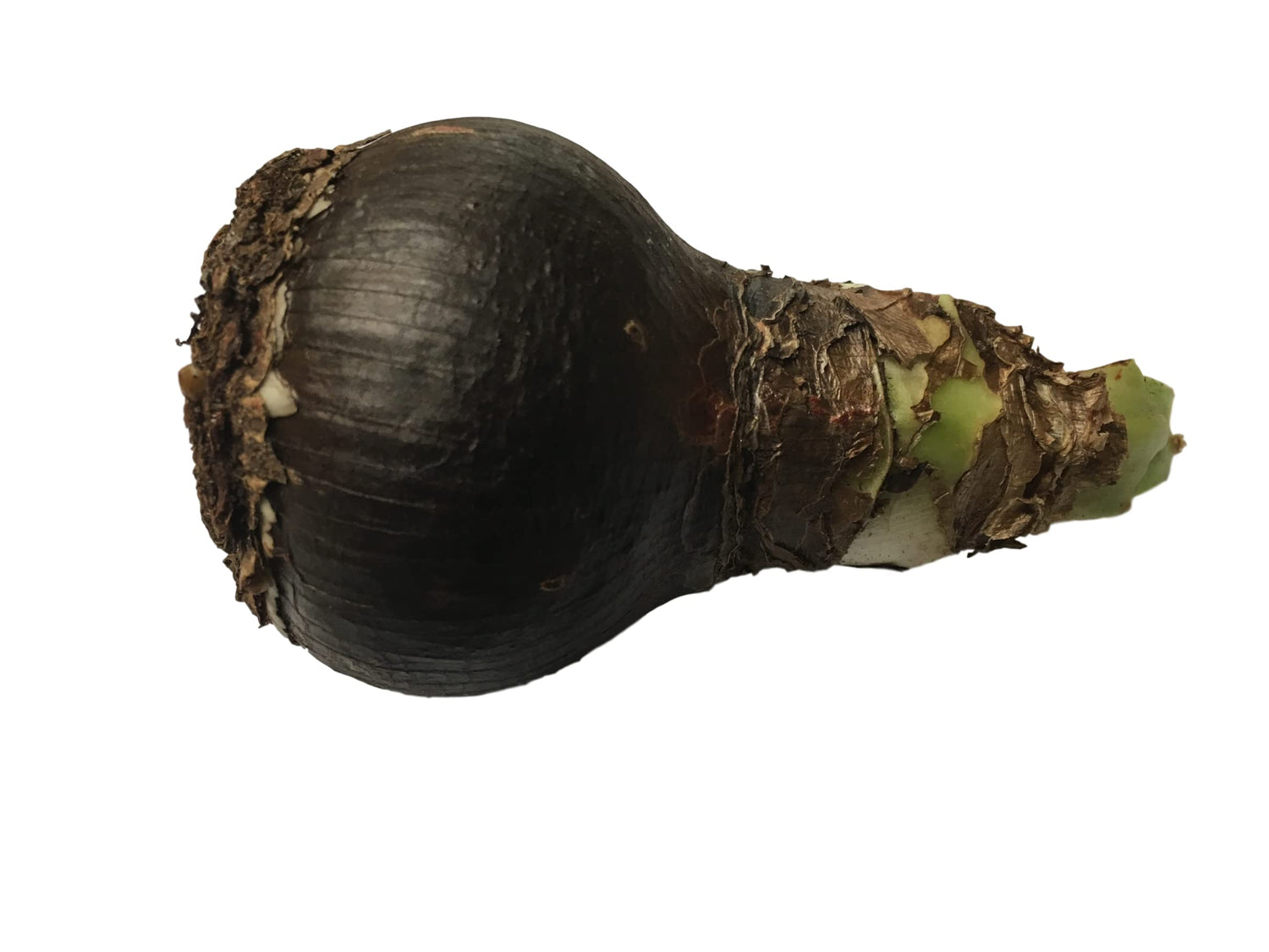 5 Red Lion Amaryllis Bulbs. Special Holiday Bulk Pricing! Wonderful to Gift As-is to Your Friends, or Jazz These Bulbs up Yourself with Clever Packaging to Put Your Own Style Into Your Gift!
