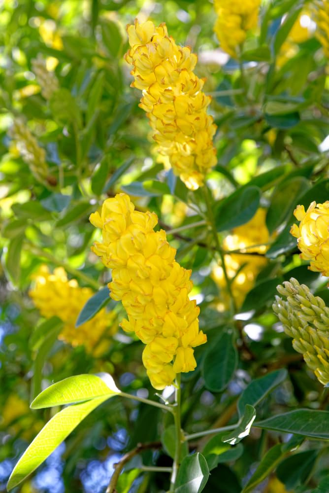 Pineapple Broom Tree Seeds for Planting (10 Seeds) - Argyrocytisus battandieri