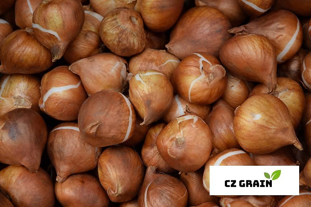 10 Red & Yellow Rembrandt Tulip Bulbs for Planting - Easy to Grow -