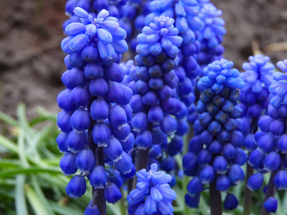 100 Grape Hyacinth Bulbs-muscari Armeniacum- Beautiful Spring Blooms, Perennial Garden Flowers