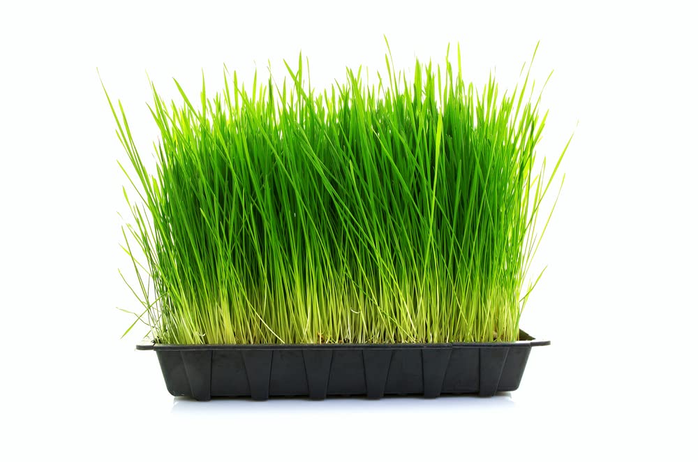 Large Complete Wheatgrass Grow Kit - 10in x 20in Grow Tray and Cover, (3X) Jute Growing Medium, and (3X) Seed Packets. 10 Days to Harvest. 3 Keto Friendly Wheatgrass Grows