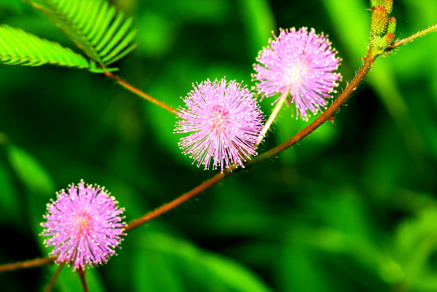 100 Sensitive Plant Seeds for Planting - Exotic Flower Seeds - Mimosa Pudica, Moving Plant, Shy Plant, Shameful Plant, Touch-me-not Made in USA, Ships from Iowa