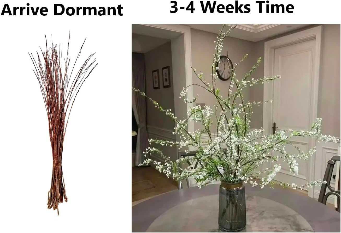 Snow Willow Branches, Living Vase Filler Decor | 25-30 Inches Tall - 100% All Natural. - Event or Wedding Decoration