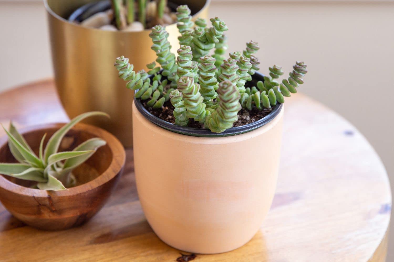 String of Buttons Succulent, 2 Inch Pot - Easy to Grow Succulent - Crassula Perforata