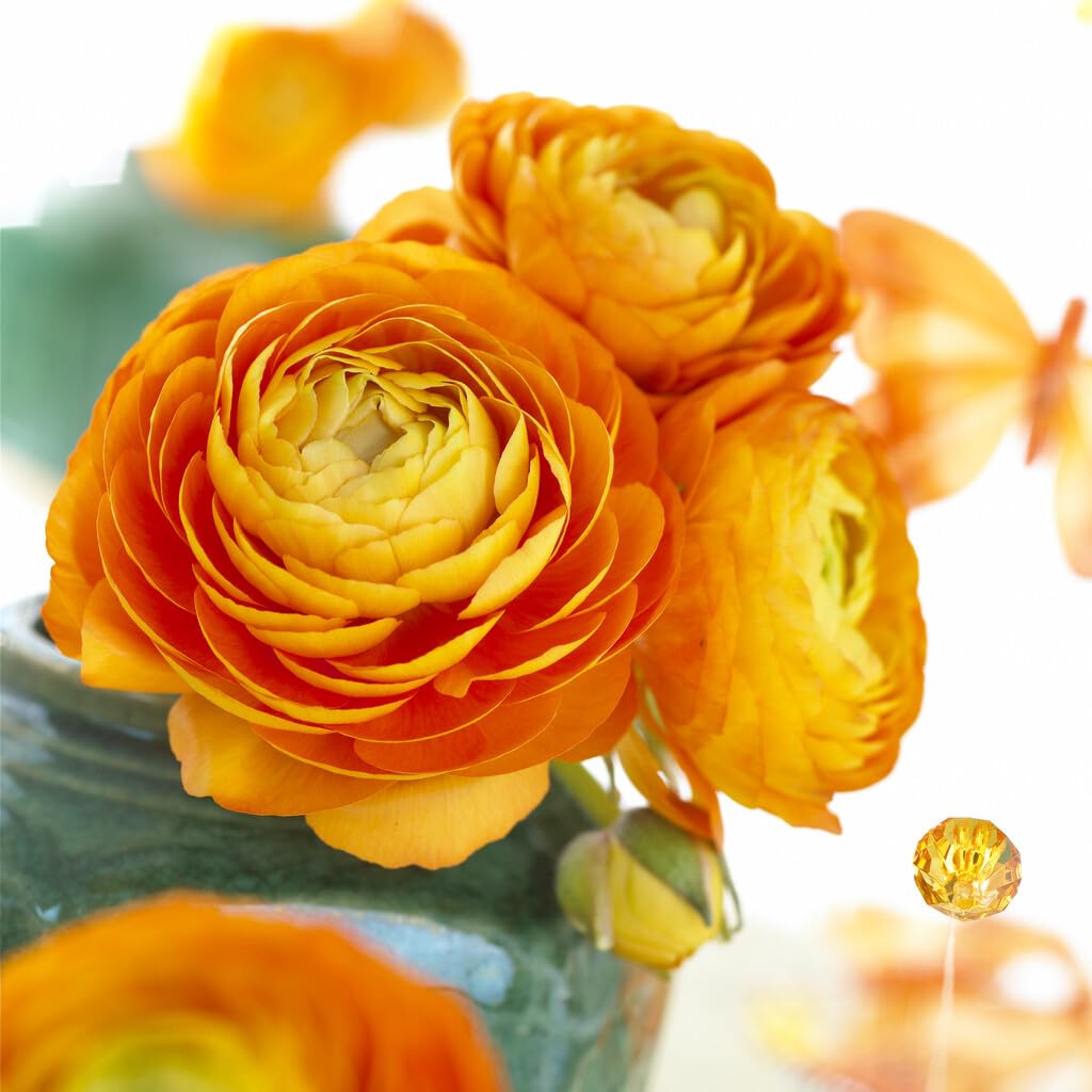 Orange Ranunculus Bulbs for Planting, Beautiful Long Lasting Flowers