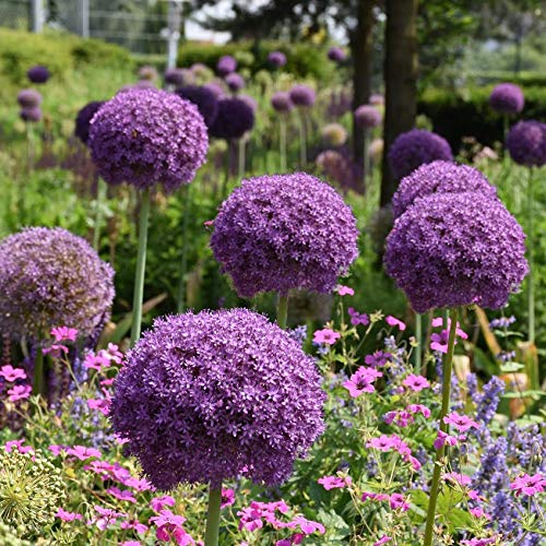 Allium Giganteum Flower Bulbs - Perfect Little Purple Florets That Create a Large Round Ball - Includes 3 Flower Bulbs