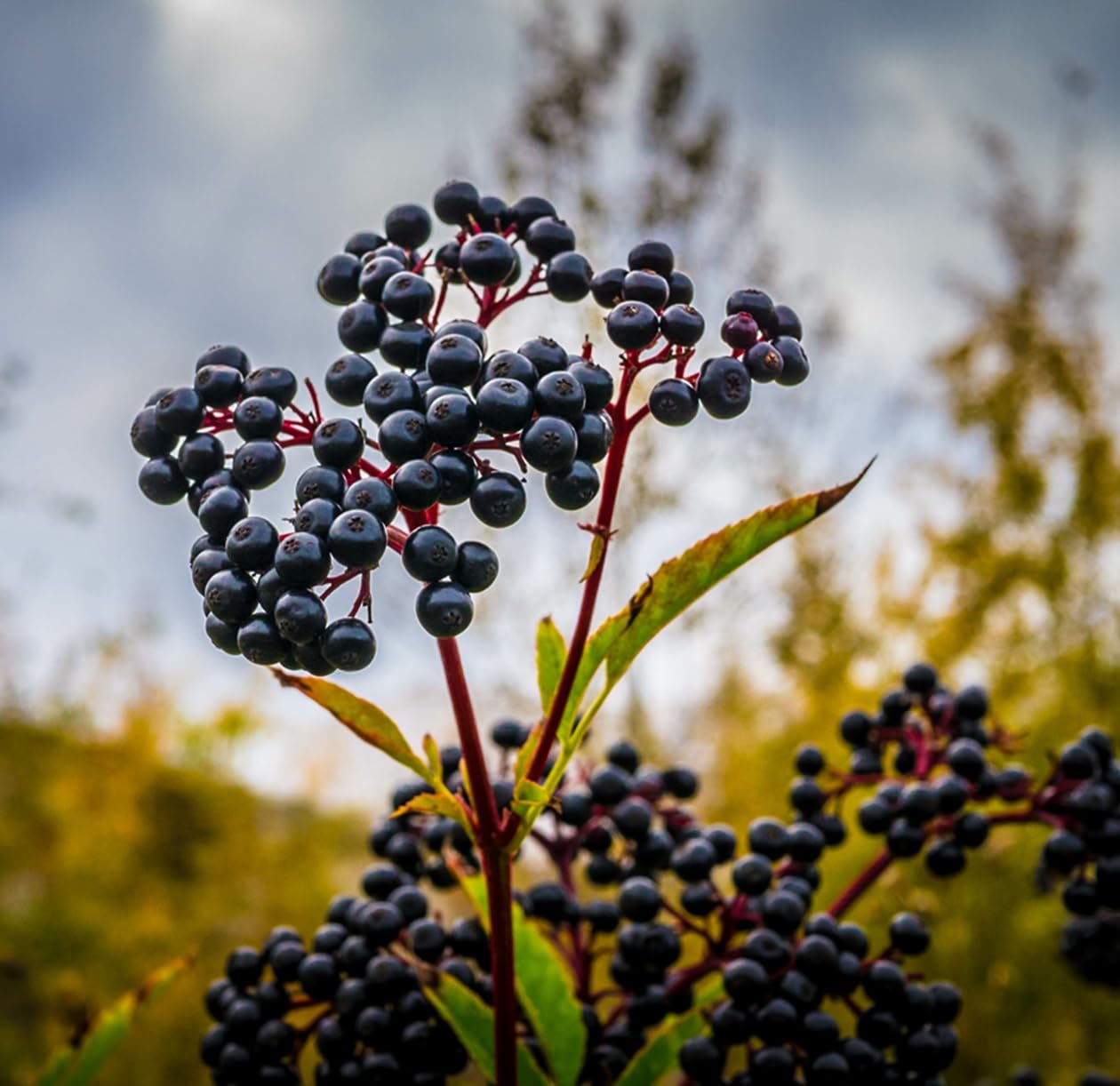 Elderberry Bush Cuttings to Grow - 10 Cuttings
