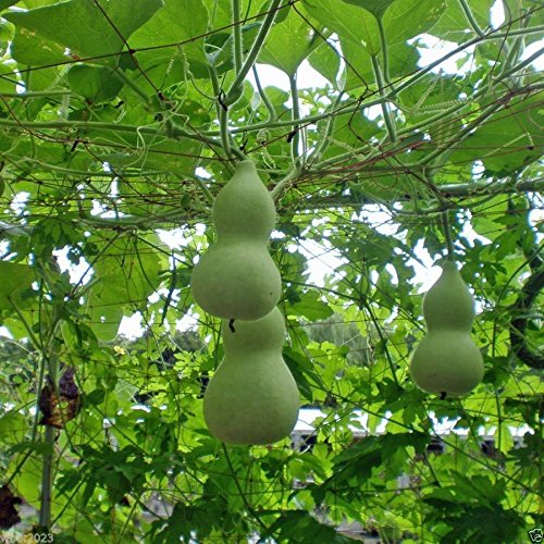 Giant Bottle Gourd Seed, Lagenaria leucantha var gourda,For ornamental use only.