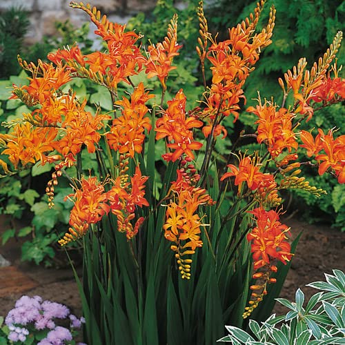 Crocosima Masoniorum Bulbs for Planting - Stunning Orange Blooms for Garden or Containers