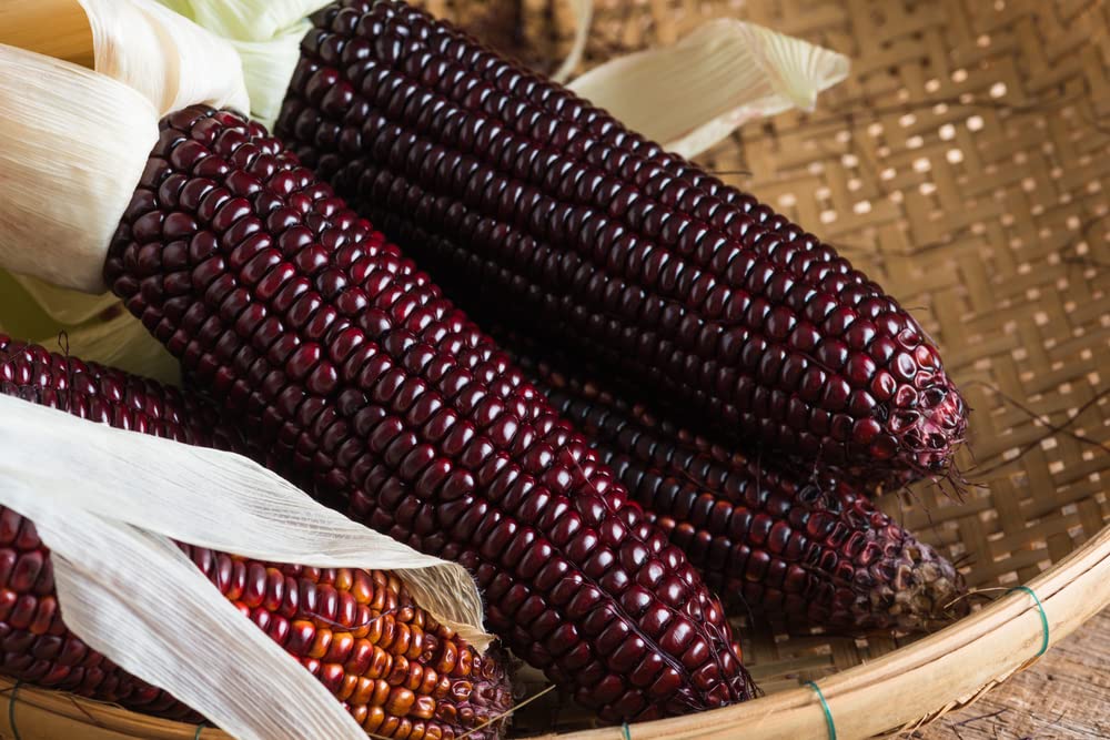 Bootlegger Purple Corn Seeds - 50 Seeds