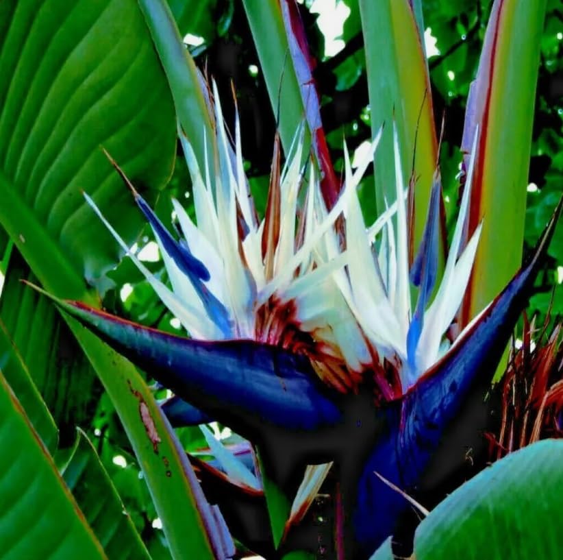 White Bird of Paradise Seeds - 6 Seeds to Grow - Great Indoor Plant or Bonsai - Strelitzia nicolai