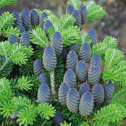 10 Korean Fir Tree Seeds - Abies Koreana Beautiful Blue Cones are Stunning!