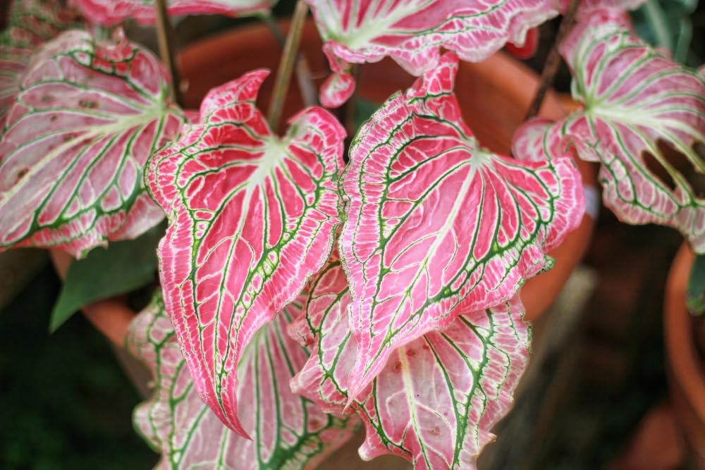 Pink Symphony Caladium Bulbs for Planting - Perennial Hosta, Elephant Ears, Fancy (6 Bulbs)
