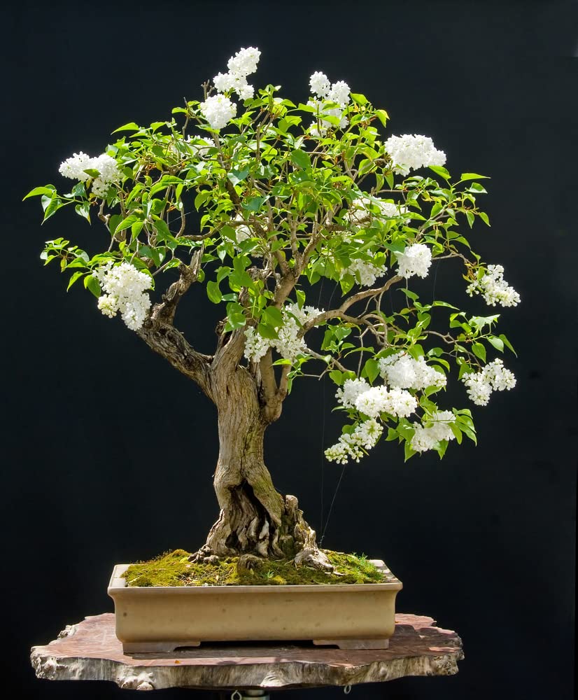 Japanese White Lilac Bonsai Seeds for Planting (30 Seeds)