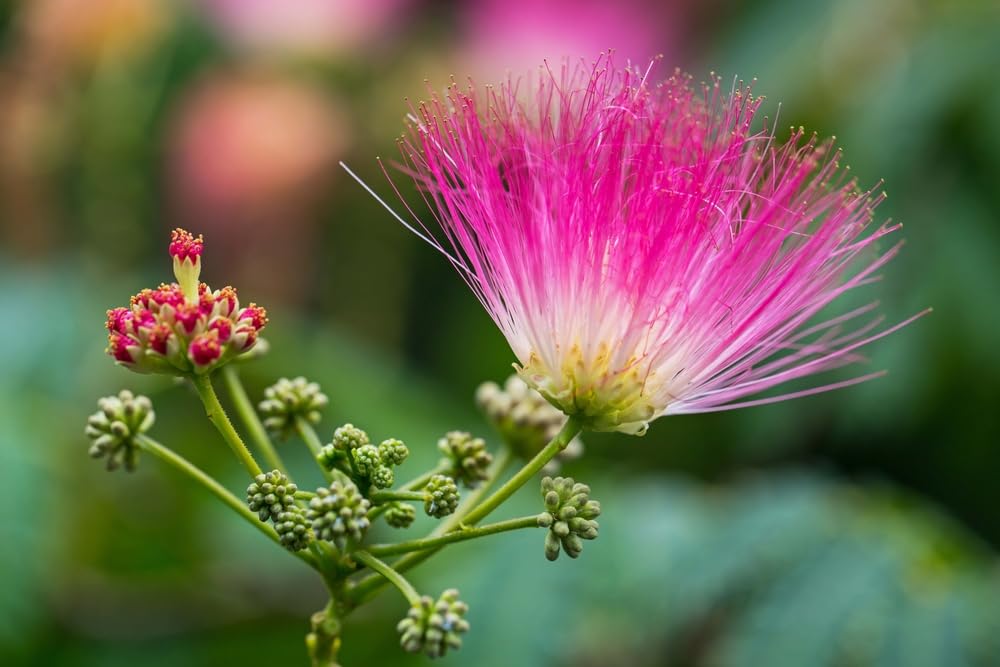 Mimosa Silk Tree, Albizia julibrissin, 50 Seeds (Fast, Hardy, Showy, Fragrant)