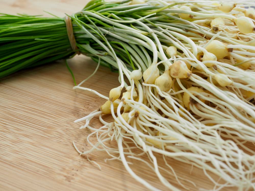 200 Wild Chives Seeds for Planting - Non-GMO Heirloom - Grow Indoors or Outdoors, Wild Chive Herb