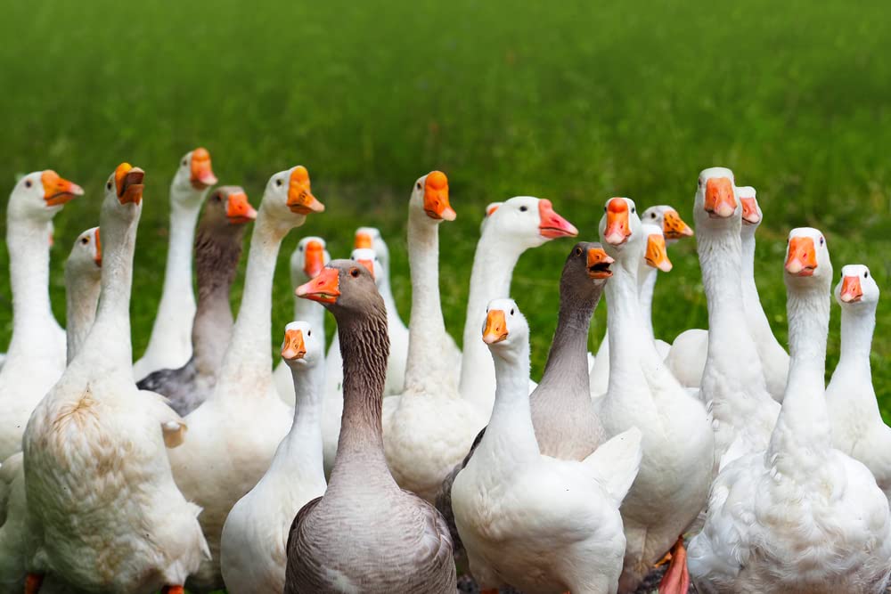 CZ Grain 2 Fertile Goose Eggs for Hatching - Barnyard Mix, Ships from Iowa, USA