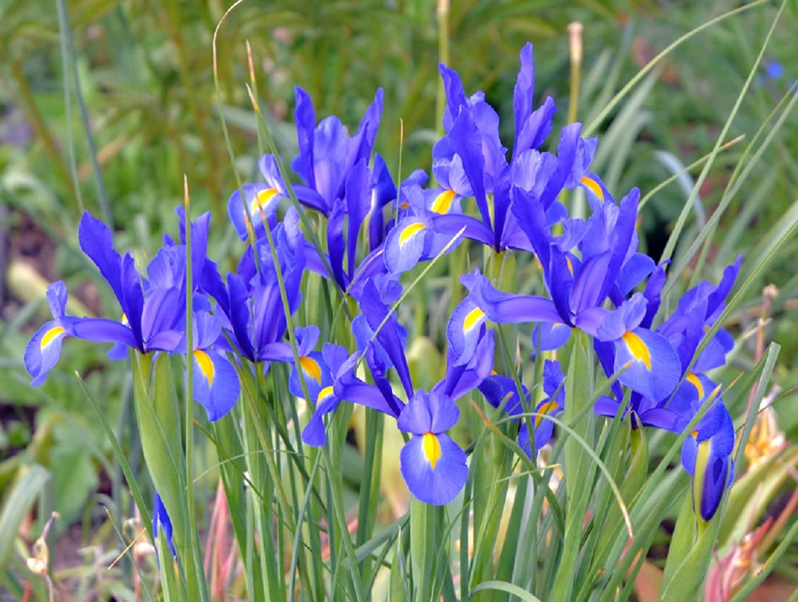 10 Blue Iris Bulbs for Planting - Easy to Grow - Made in USA, Ships from Iowa